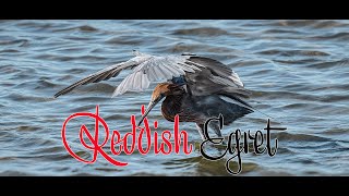 Funny Reddish Egret Fishing #wildlife #funnymomemts #birdlovers #birding