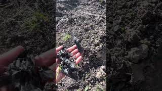 Vorher Rasen, jetzt Beet. #garten#gemüsegarten#beetanlegen#gartentipps#selbstversorgung#shorts