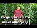 Когда прекращать ПОЛИВ виноградных кустов ?