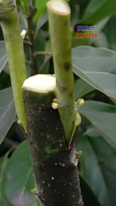 HOW TO GRAFT AVOCADO | AVOCADO GRAFTING | HOW TO CARE AND GRAFTING FRUIT TREES