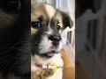 🥺🥹🥺🐶