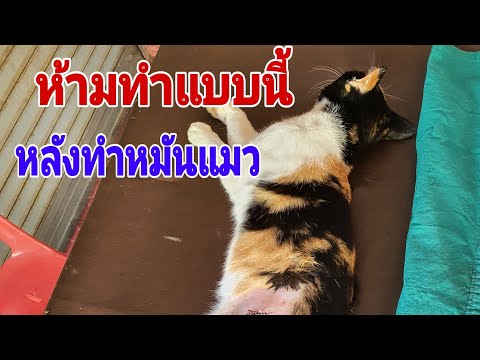 วีดีโอ: การตัดอัณฑะของแมว: สัตว์เลี้ยงสามารถตัดอัณฑะได้เมื่อใด (อายุเท่าไหร่) ข้อดีข้อเสียของขั้นตอนสิ่งที่ต้องทำก่อนและหลังการผ่าตัด