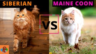 Siberian Cat VS Maine Coon Cat  Which One Should You Choose? (Breed Comparison)!