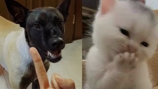 Cute And Funny Cats And Dogs To Make Your Day 100% Better | Funny Pet Videos by Tiny Funny Paws 2,582 views 1 year ago 5 minutes, 12 seconds