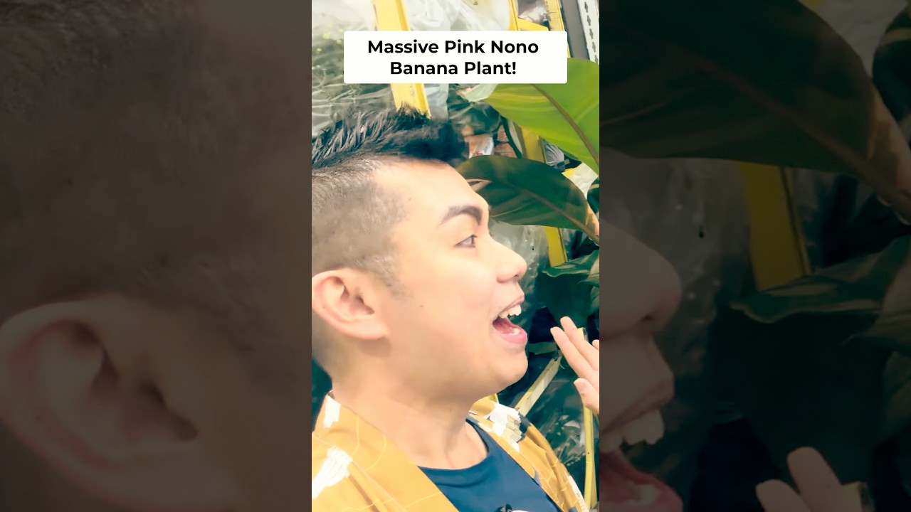 Watch Rare Variegated Nono Pink Banana Plant Costco Find on YouTube Watch Rare Variegated Nono Pink Banana Plant Costco Find on YouTube
