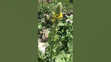 Welcome to Todays Broadcast. #lambsears