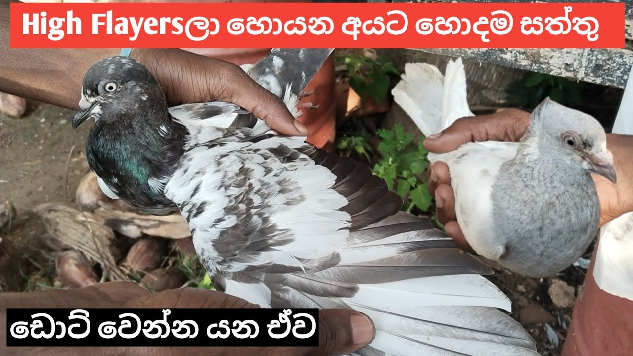 වලාකුළු ගානටම උඩ යන සුපිරිම High Flayers පරවියන් High Flayers pigeons in srilanka 