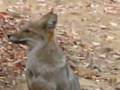 Zorro chilla en la camapa