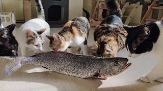 Cats eagerly waiting to eat a giant fish larger than their own size.