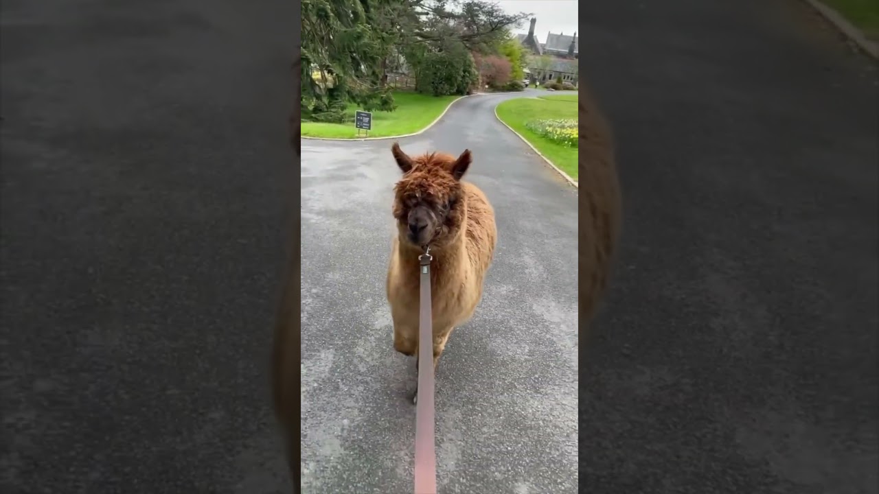 YOU can walk this alpaca! 🦙