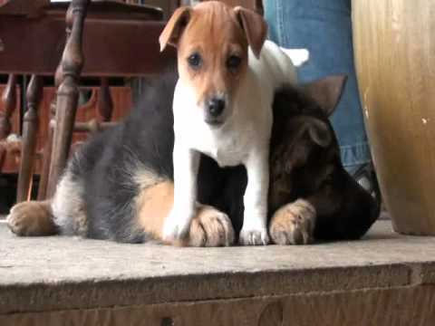 jack german shepherd russell terrier