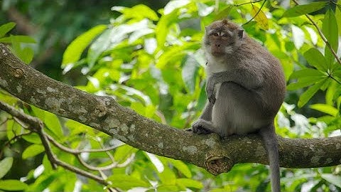 Berburu‼️hama kera kembali merusak kebun kebun warga