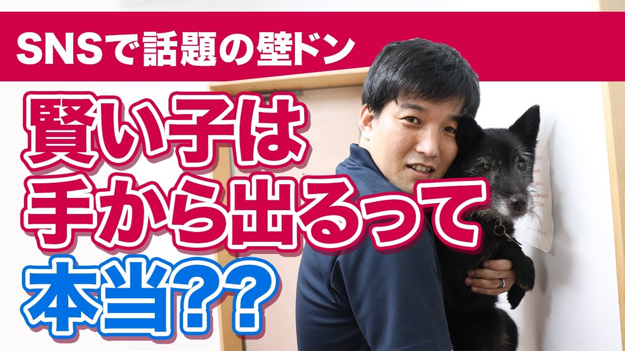 愛犬がウンチを食べる トイレシートを食べる 食べちゃいけないものまで何でも食べる イタズラする どうすればいい 食糞 Youtube