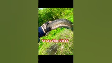 Đặt lờ dính cá lóc khủng #Hongnhungblog996 #cadong #datloca