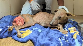 Stray Dog Was Dying on the Streets: CTVT, Skin Infection & E. Coli Infection