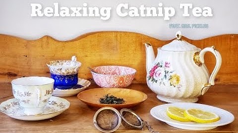 How to make catnip tea | feat. Mrs. Pickles
