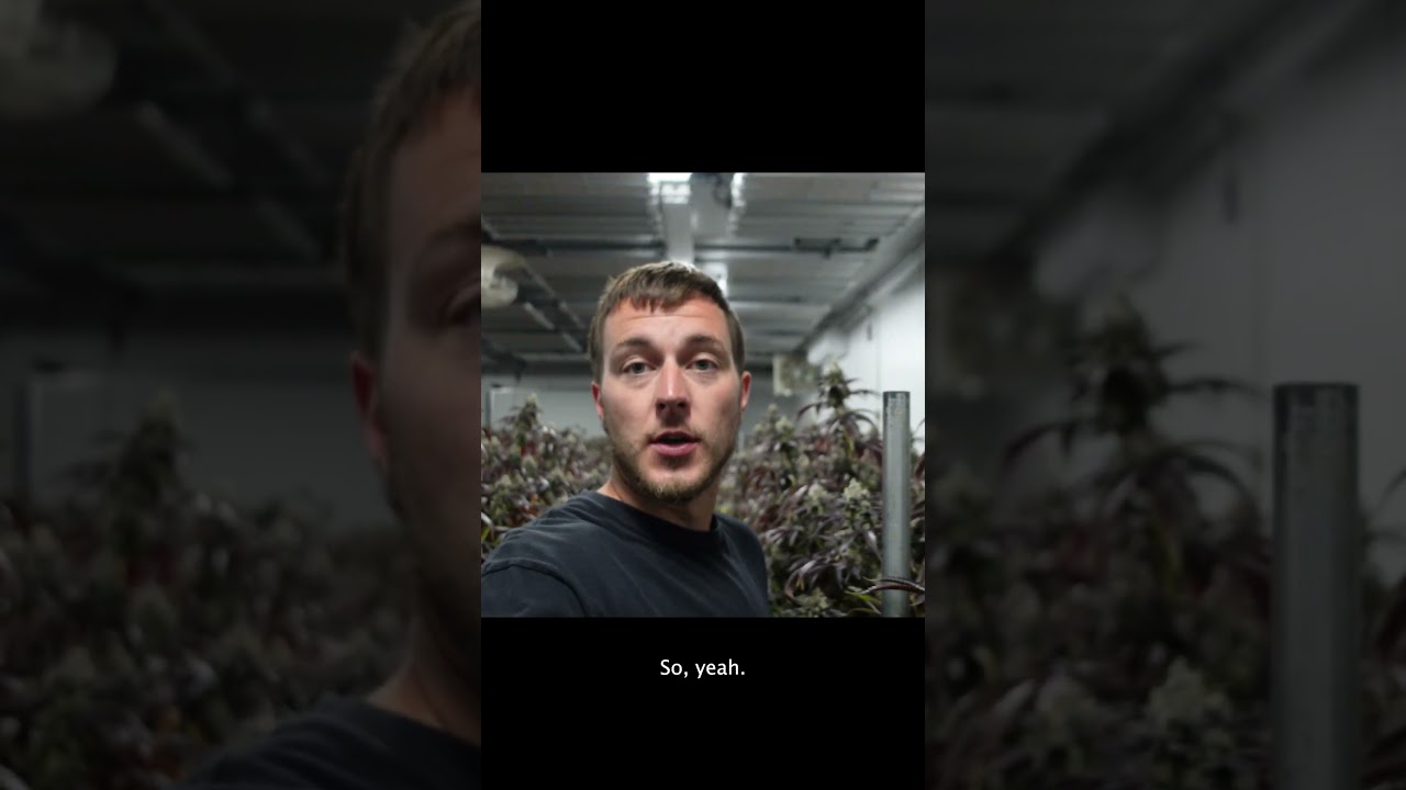 Отвлеклись на сырость… Terp Mansion Indoor Harvest.