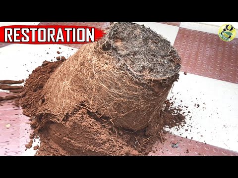 RESTORATION OF OLD GARDEN SOIL IN 5 EASY STEPS | RESTORE USED POTTING SOIL