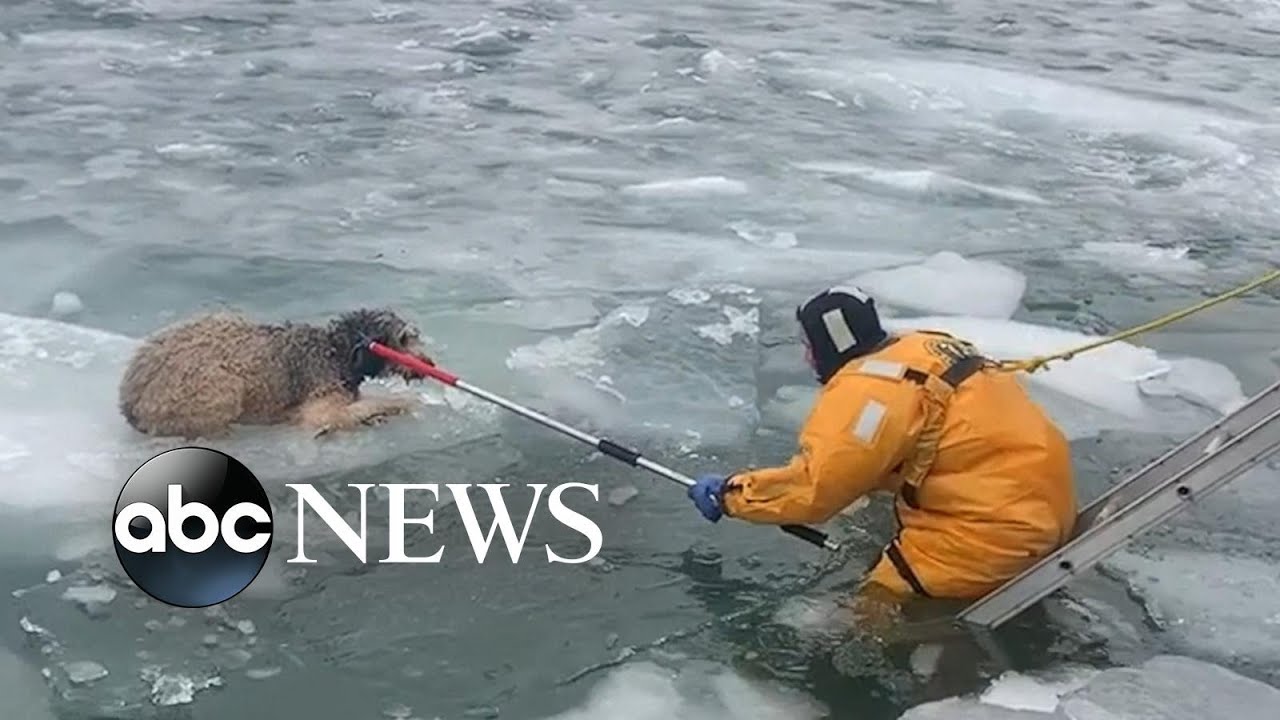 Dog rescued from frigid Detroit River