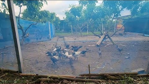 Wb ob niam tub pub qaib os cov phooj ywg aw 