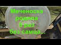 Меченоска родила 5 раз без самца...