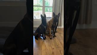 Dogs Pack Backpack For Walk #dog #belgianmalinois #dogsrule