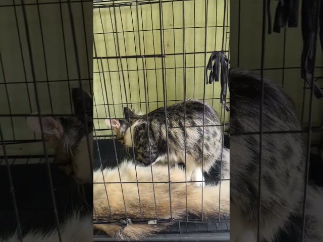 NGAMBEK DI OMELIN AMA MIA