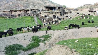 The hardworking nomads of the village of #Pahlak#