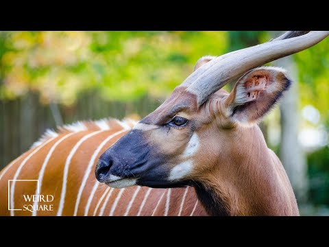 INTERESTING FACTS about bongo | a large species of antelope that is found inhabiting the jungles