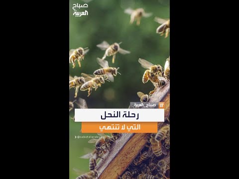 أحمد موسى يروي سنوات من الترحال بين الجبال والغابات بحث ا عن خلايا النحل البري