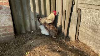 These roosters are very energetic
