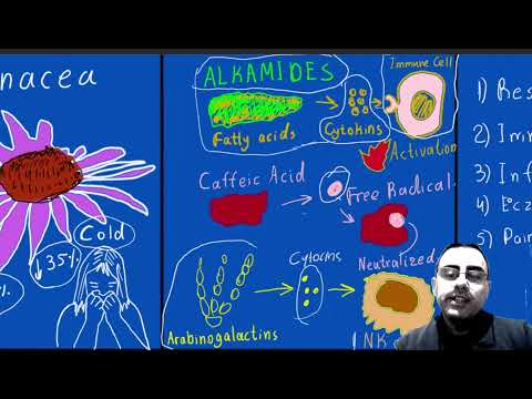 Video: Limited effect of Echinacea in the treatment of the common cold