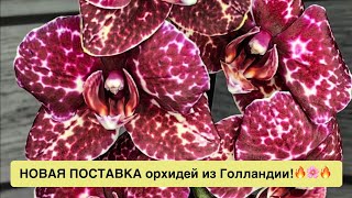 Потрясающие орхидеи из Голландии привезла @zeboorhids!!! Не купить, так хоть посмотреть!🔥🌸