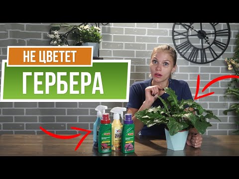 Почему не цветёт ГЕРБЕРА ✿ Уход за герберой в домашних условиях