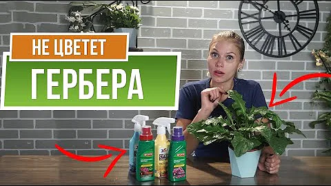 Почему не цветёт ГЕРБЕРА ✿ Уход за герберой в домашних условиях