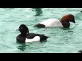 Хохлатая чернеть и красноголовый нырок || diving ducks