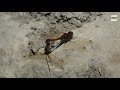 Sympetrum striolatum - libélula, varias parejas en tandem ovopositando en una balsa