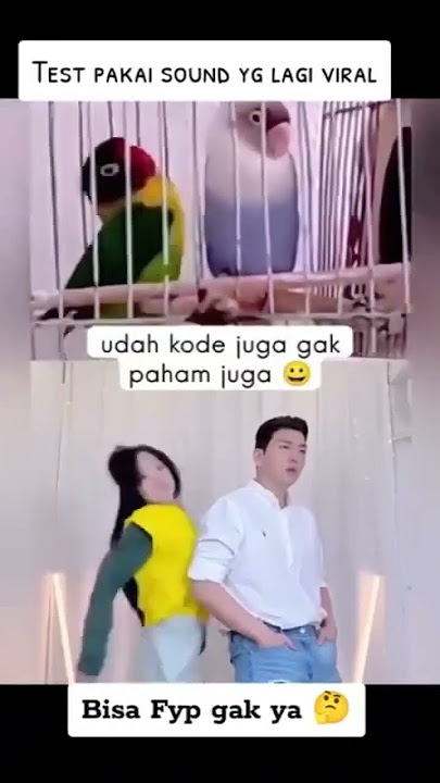 #tiktok #shorts #joget #burung
