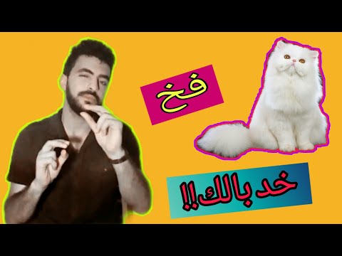 فيديو: كيفية شراء سلسلة القط