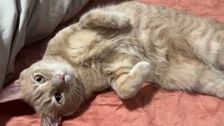 3 Minutes of Calming Cat Purrs and Biscuits  Compilation ❤(Vol Up) #cat #purring #calming #pets