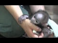 ハヌマンラングールの赤ちゃん