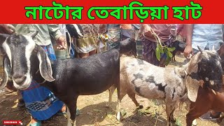 নাটোর তেবাড়িয়া হাটে  খাসি-পাঠি  ছাগলের দাম জানুন ২০২৫ ।। bdvillagefarming