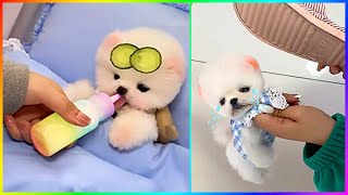 The Cutest Mini Pomeranians in the World 😍 Chó Phốc Sóc Mini Dễ Thương Nhất Thế Giới 🐾 #507 by Min Cute 14,496 views 2 months ago 9 minutes, 13 seconds