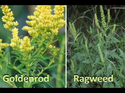 Video: Goldenrod (40 Bilder): Beskrivning Av Solidago. Hybrid Och Gyllene Spö, Jätte Och Andra Arter, Till Skillnad Från Ragweed, Plantering Och Vård