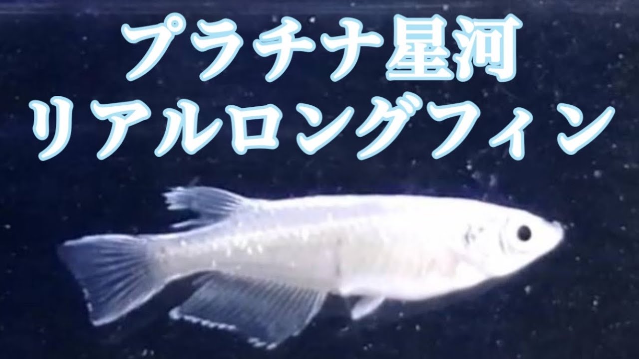 プラチナ星河リアルロングフィンめだか