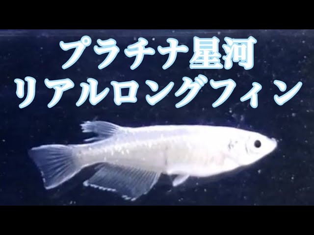 プラチナ星河ロングフィン プラチナ星河 リアルロングフィン 特別価格にて販売します！紅灯