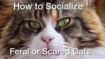 How to Socialize Feral or Scared Adult Cats