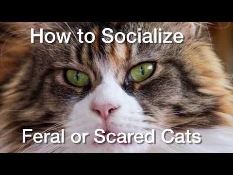 چگونه گربه های وحشی یا ترسیده بزرگسال را اجتماعی کنیم