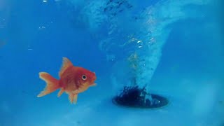 satisfying whirlpools and fish.  water vortex.  whirlpool experiment.