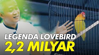 LEGENDA KUSUMO PART#1: Kisah Nyata Sang Legenda Lovebird Seharga 2,2 Milyar